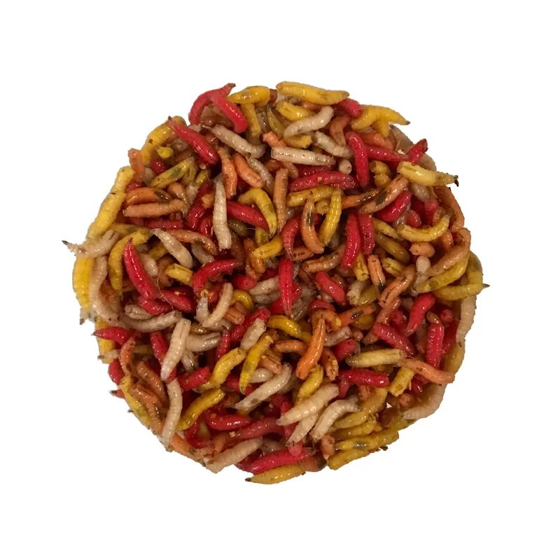 ASTICOTS GOZZERS COULEURS 1 ASTICOTS GOZZERS COULEURS