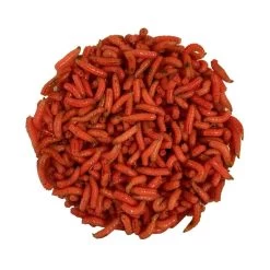 ASTICOTS GOZZERS ORANGE